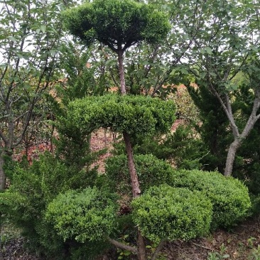 造型龙柏