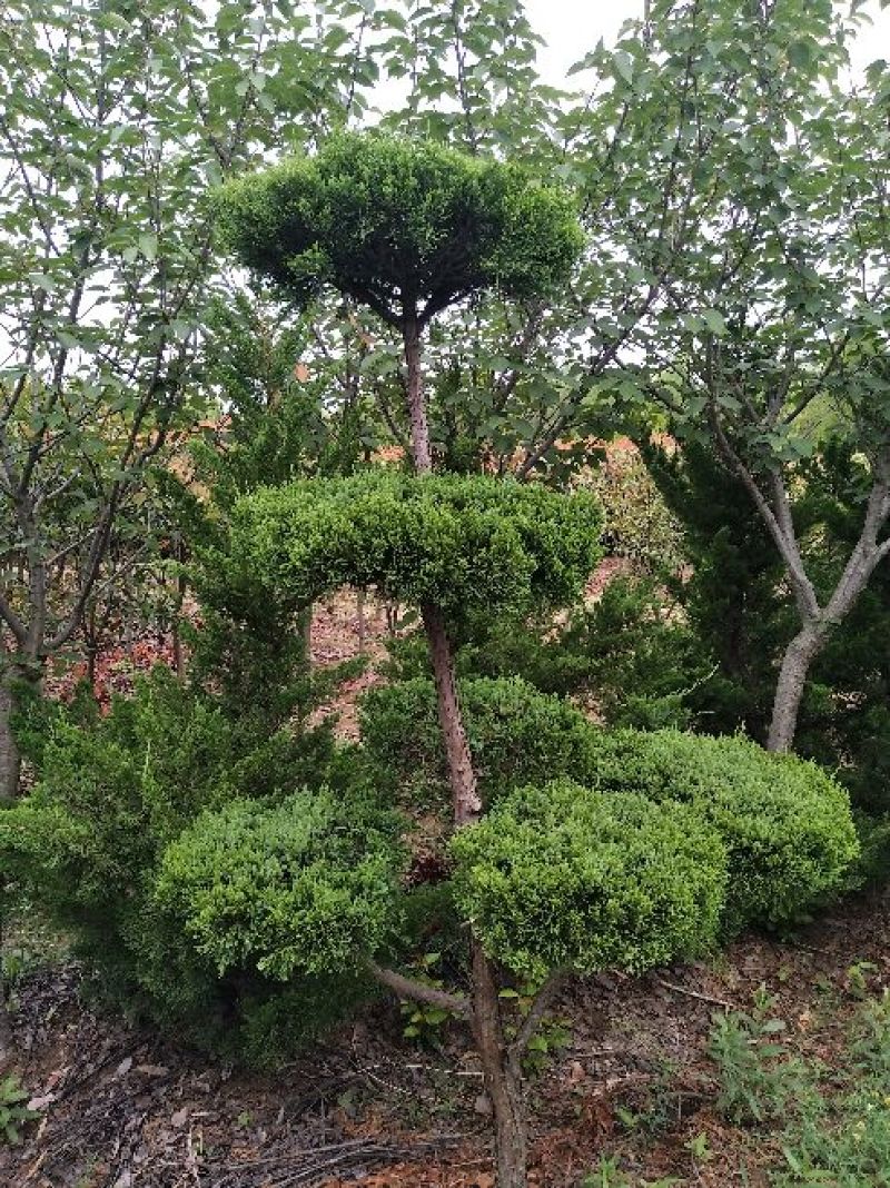 造型龙柏