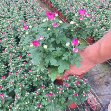 大菊花