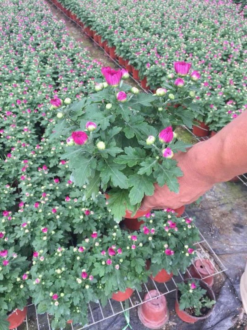 大菊花
