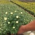 大菊花