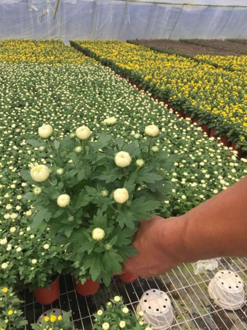 大菊花