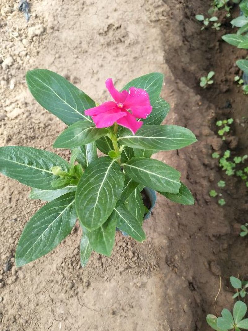 长春花（天天开）