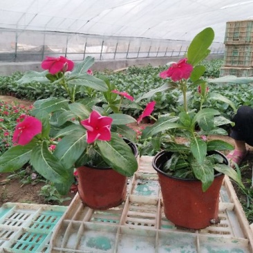 长春花（天天开）