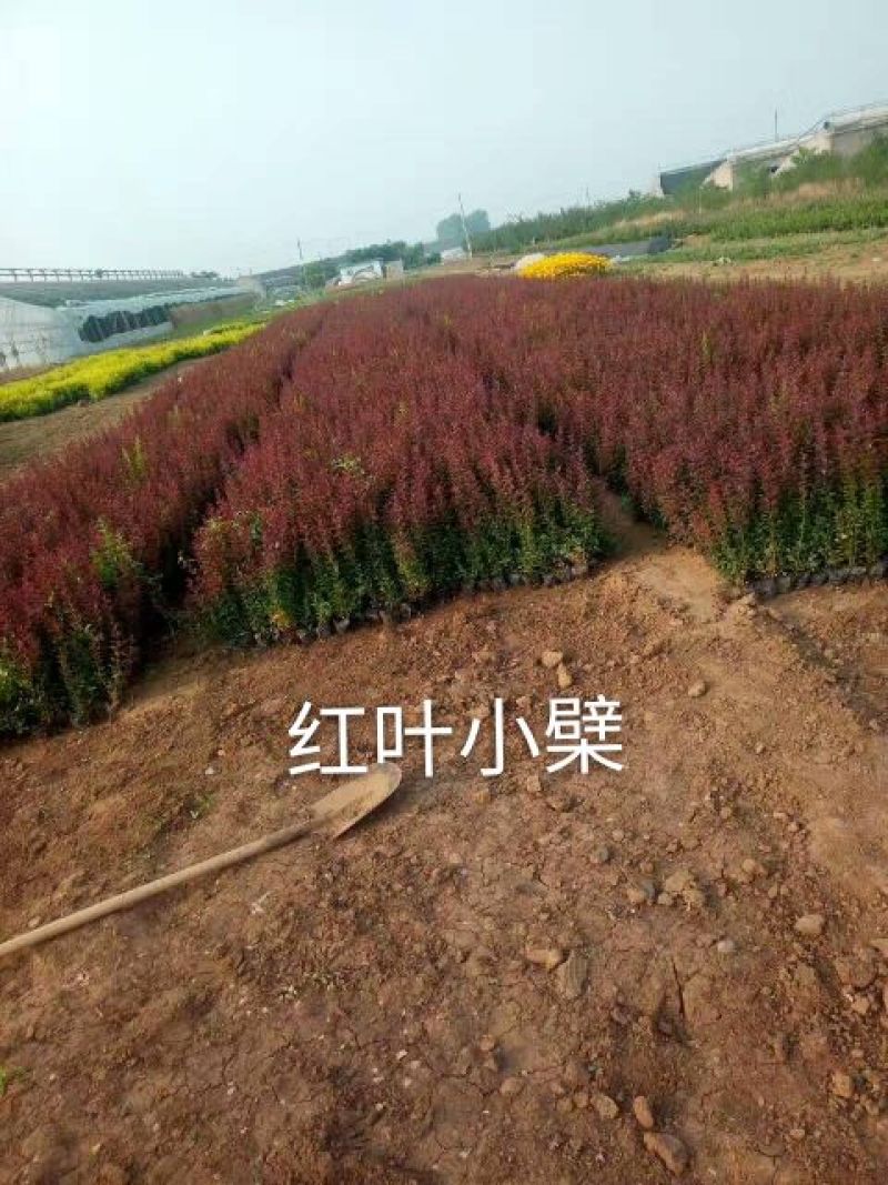 紫叶小檗