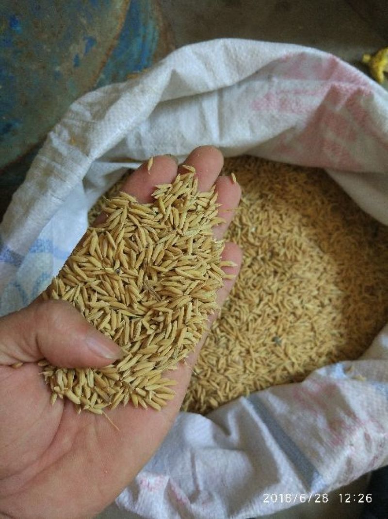 江西早稻谷稻谷，干稻谷稻米谷类作物粮油作物