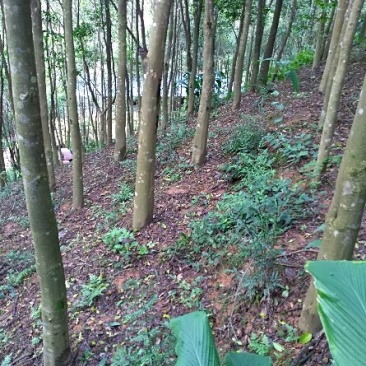 沉香树