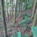 沉香树