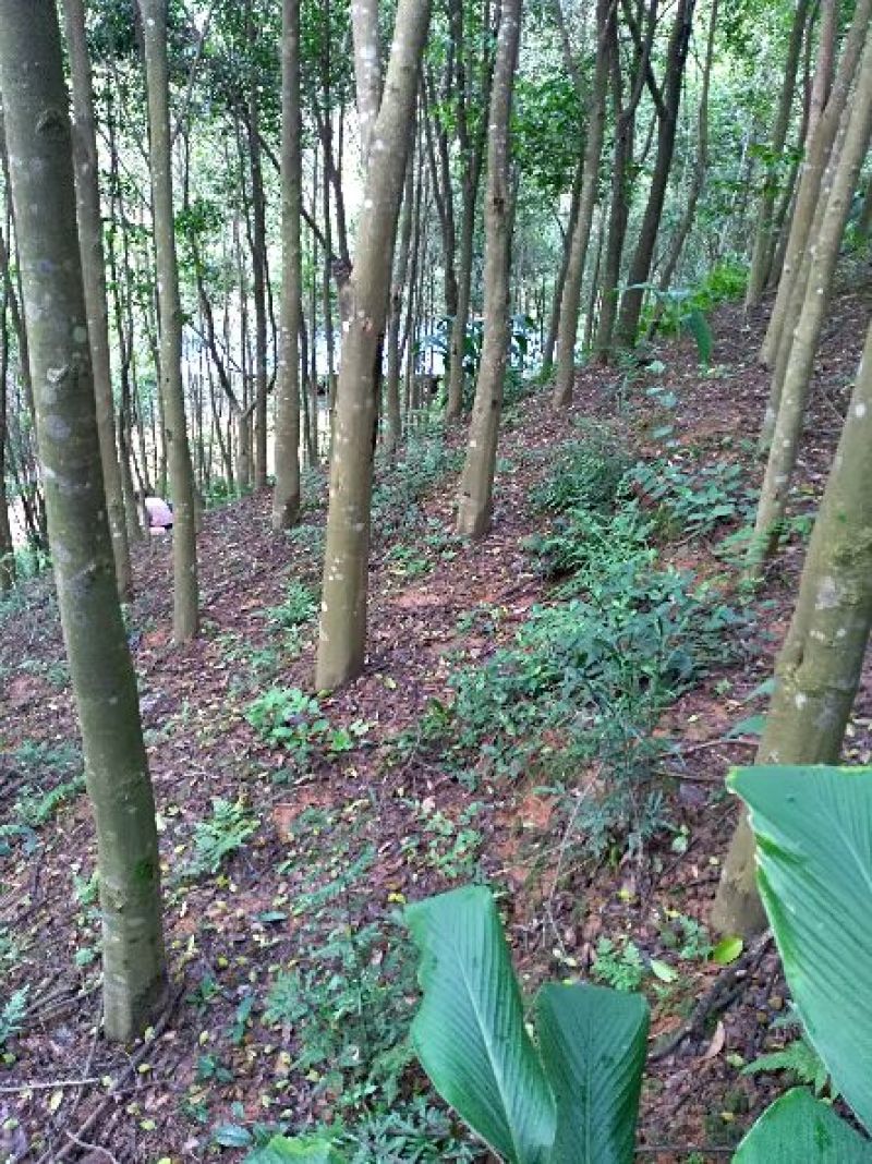 沉香树