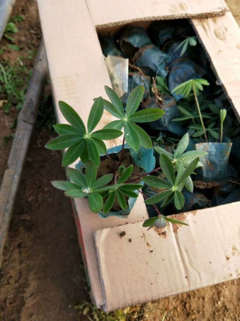 草花，宿根，地被，水生等绿化苗木