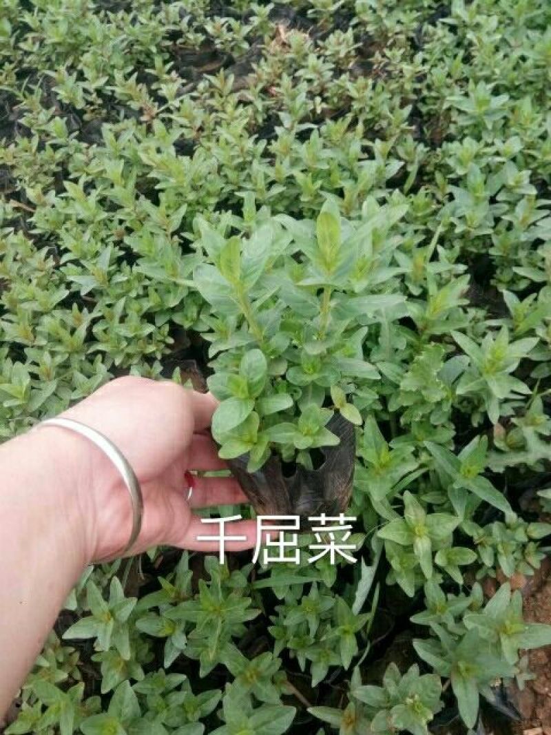 草花，宿根，地被，水生等绿化苗木