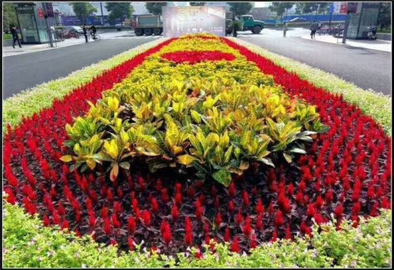 草花，宿根，地被，水生等绿化苗木