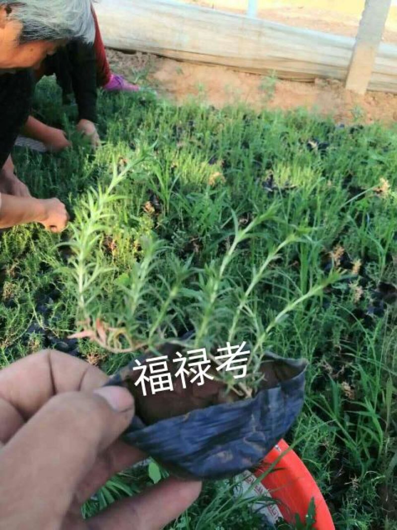 草花，宿根，地被，水生等绿化苗木