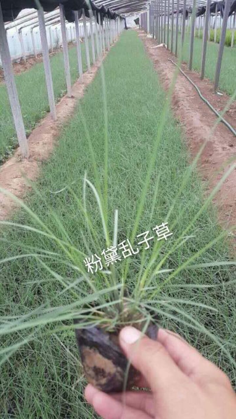 草花，宿根，地被，水生等绿化苗木
