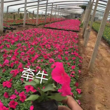草花,宿根,地被,水生等绿化苗木