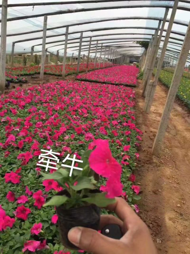 草花，宿根，地被，水生等绿化苗木