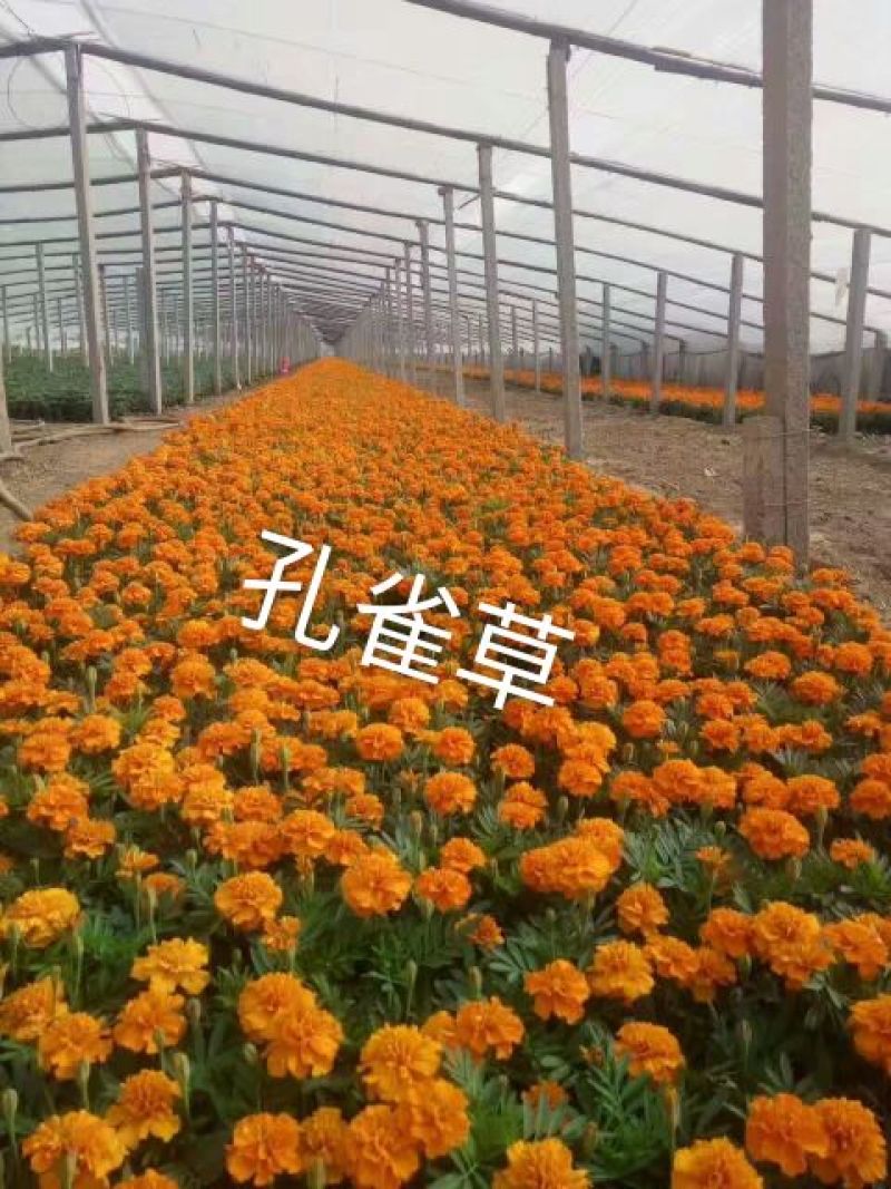 草花，宿根，地被，水生等绿化苗木