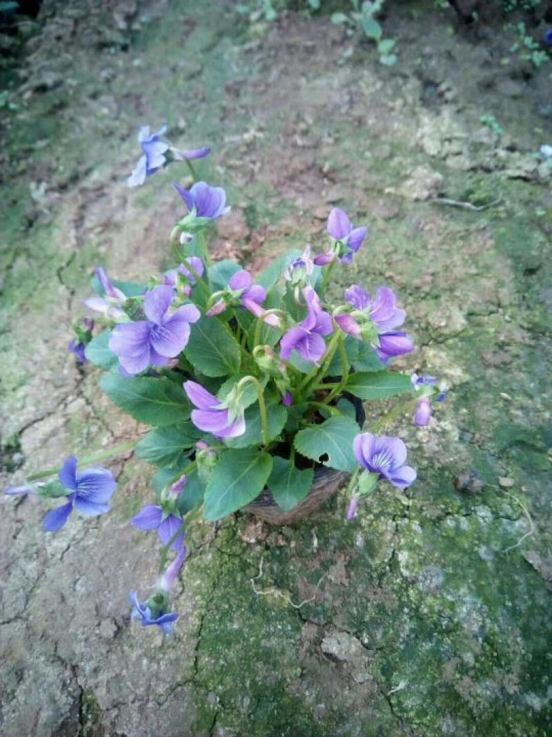 草花，宿根，地被，水生等绿化苗木