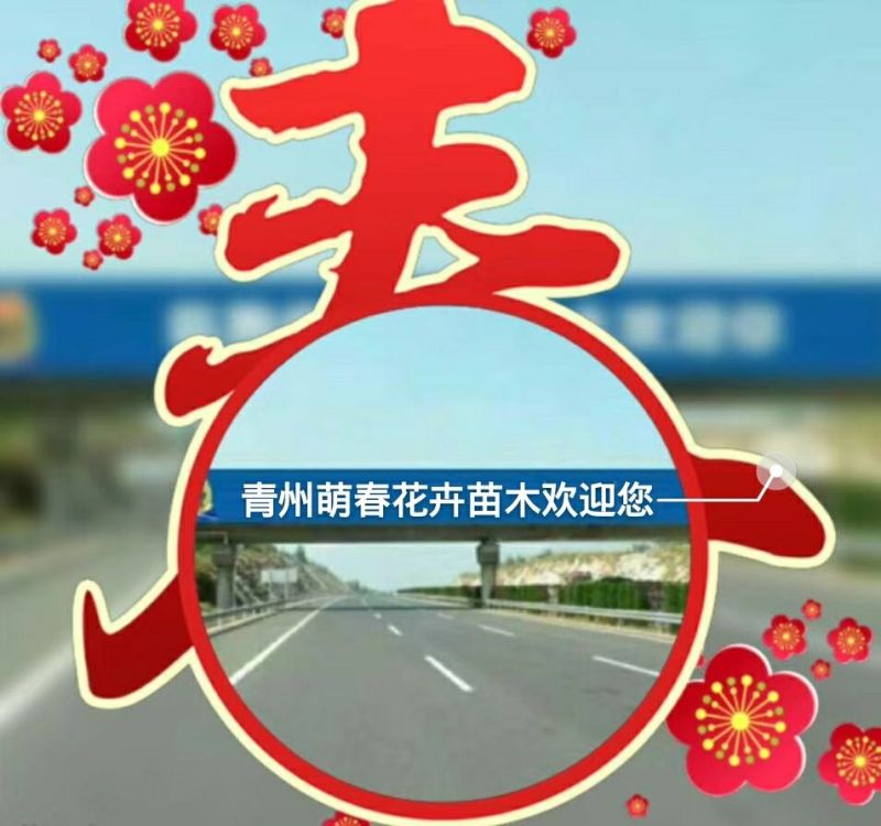 草花，宿根，地被，水生等绿化苗木