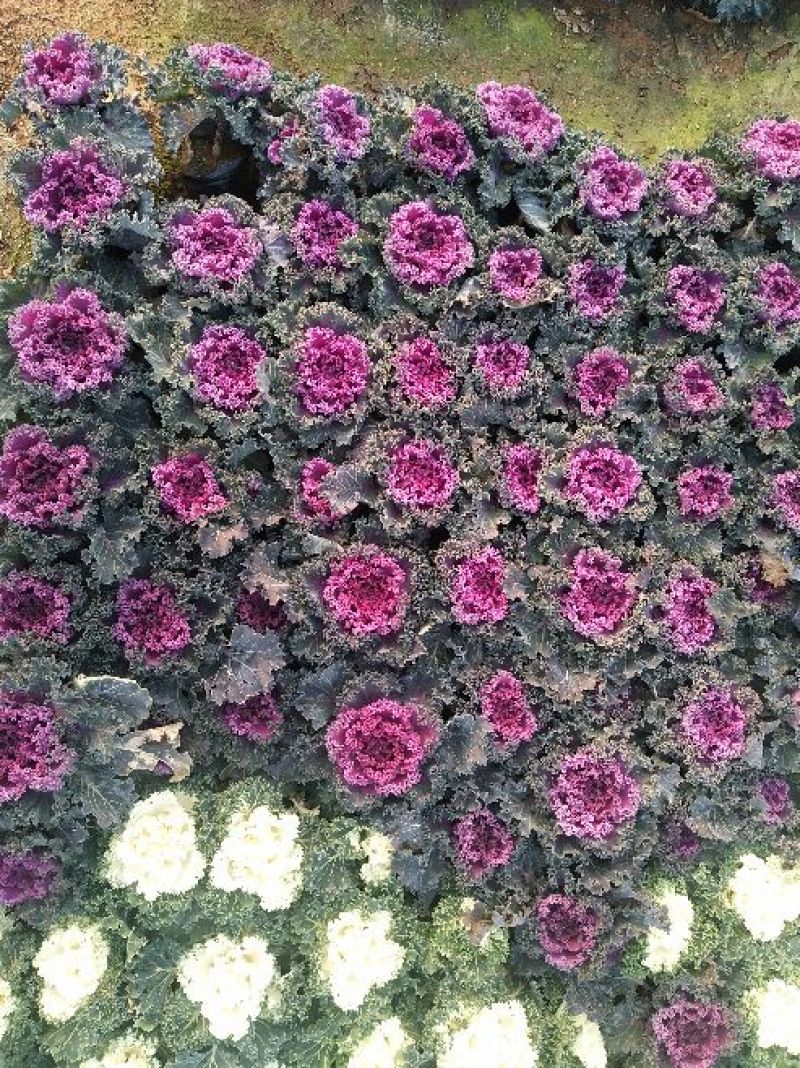 草花，宿根，地被，水生等绿化苗木