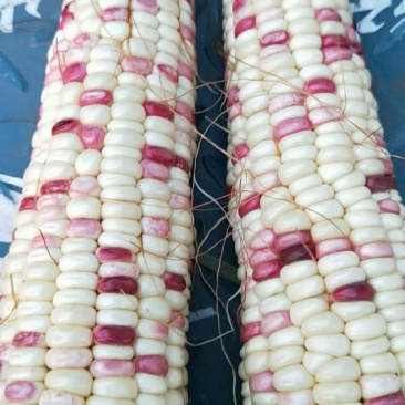 紫花玉米932，没虫儿