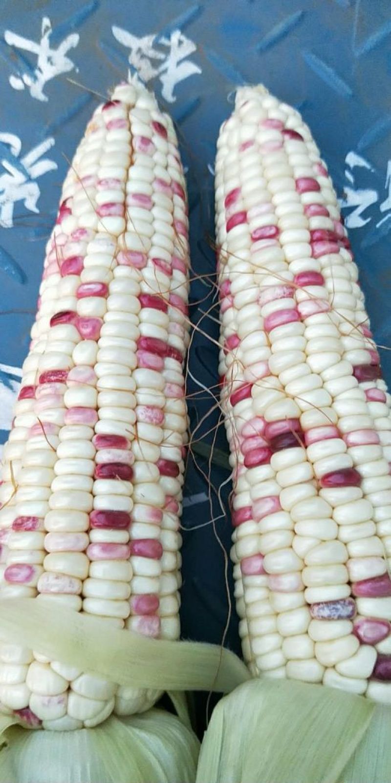 紫花玉米932，没虫儿