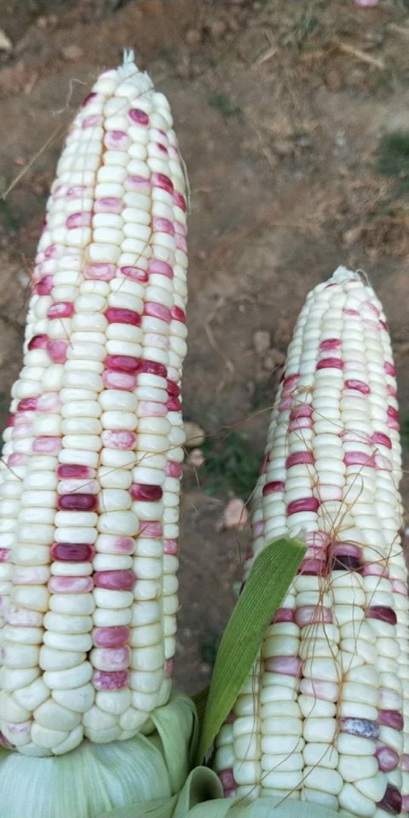 紫花玉米932，没虫儿