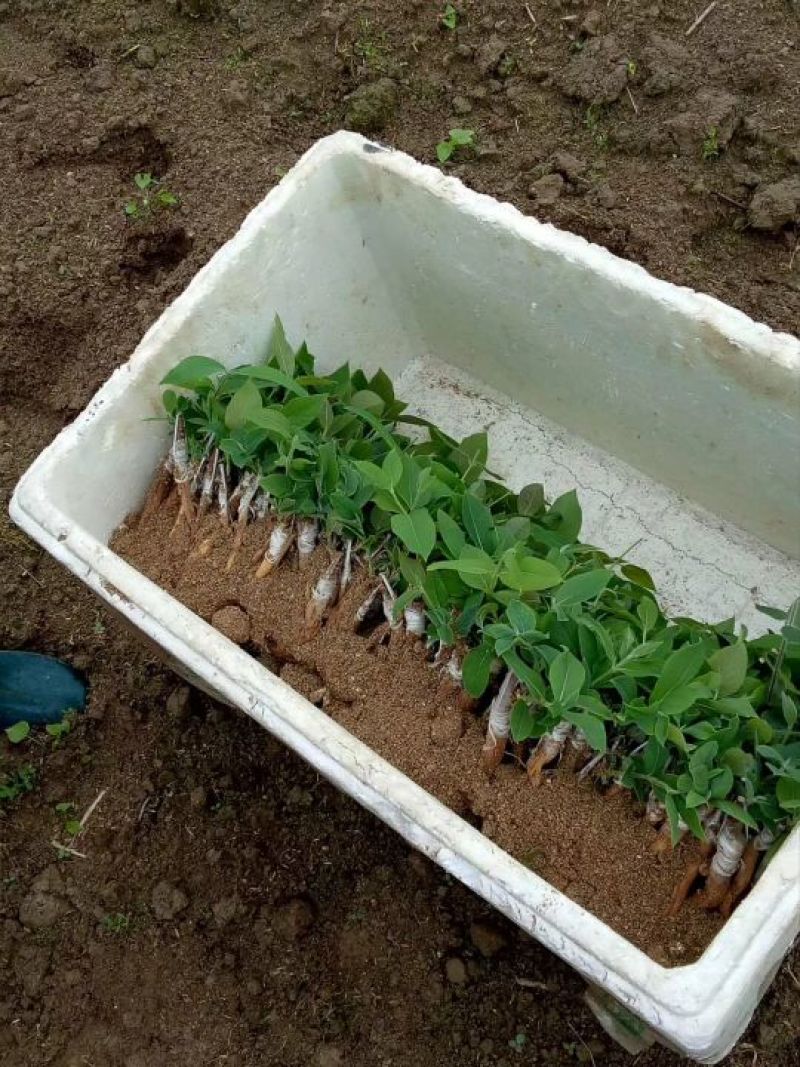生长一年金银花苗木