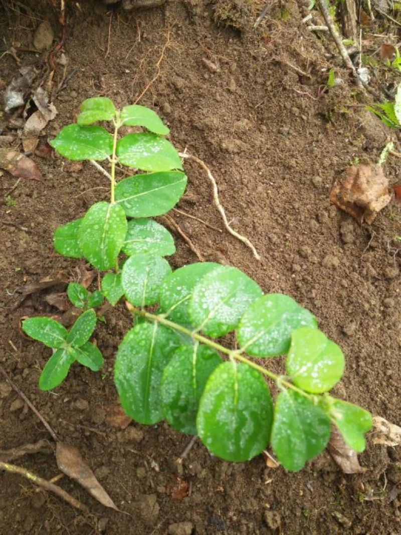 生长一年金银花苗木