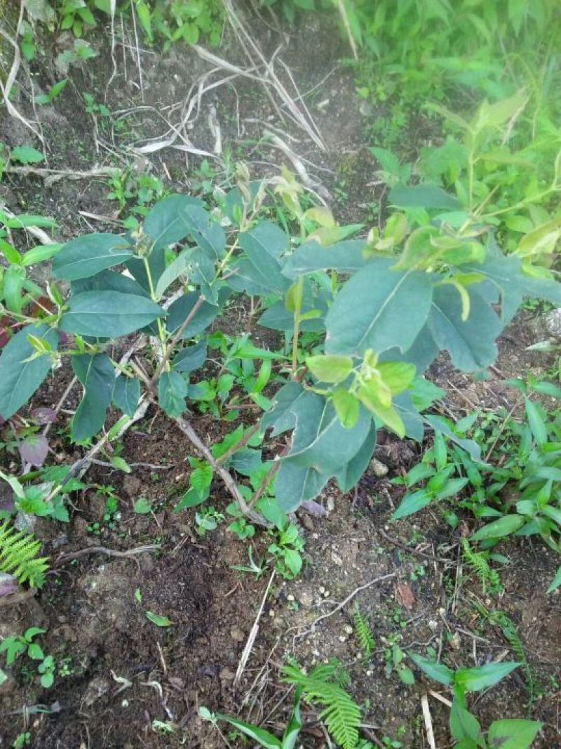 生长一年金银花苗木