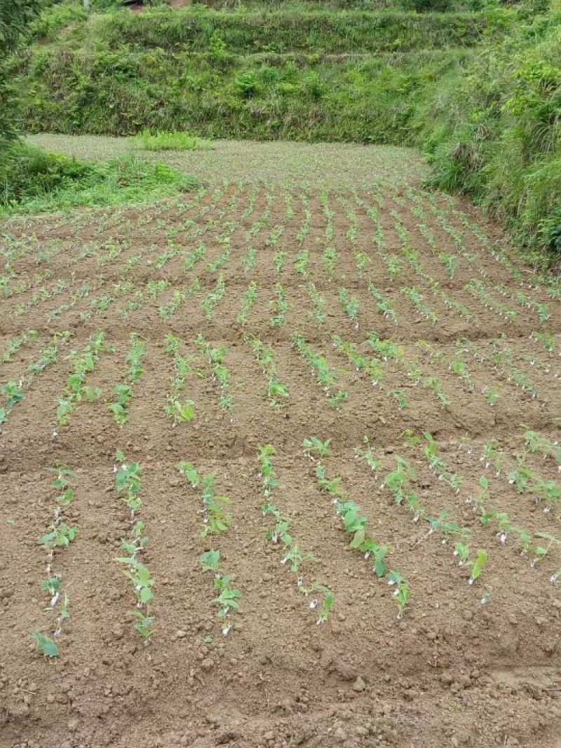 生长一年金银花苗木
