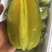海南香蜜大杨桃