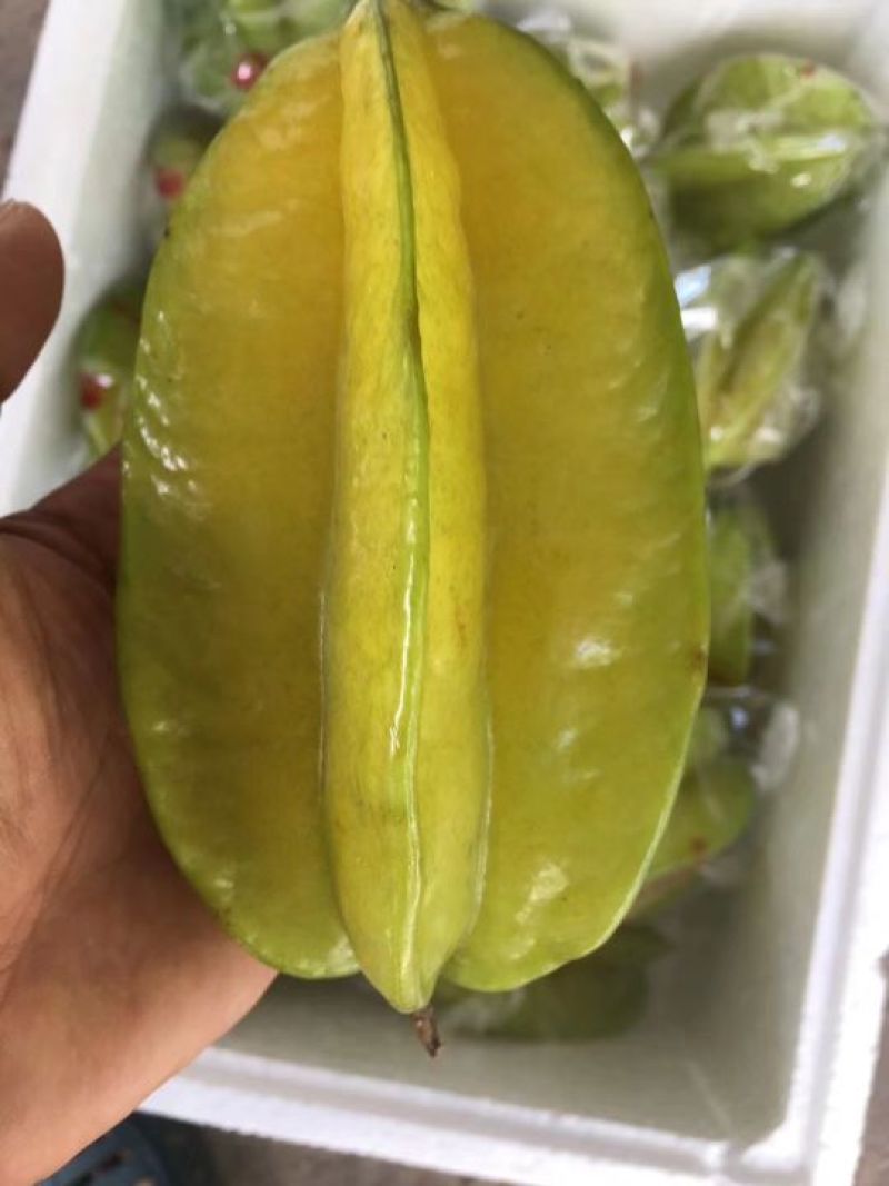 海南香蜜大杨桃