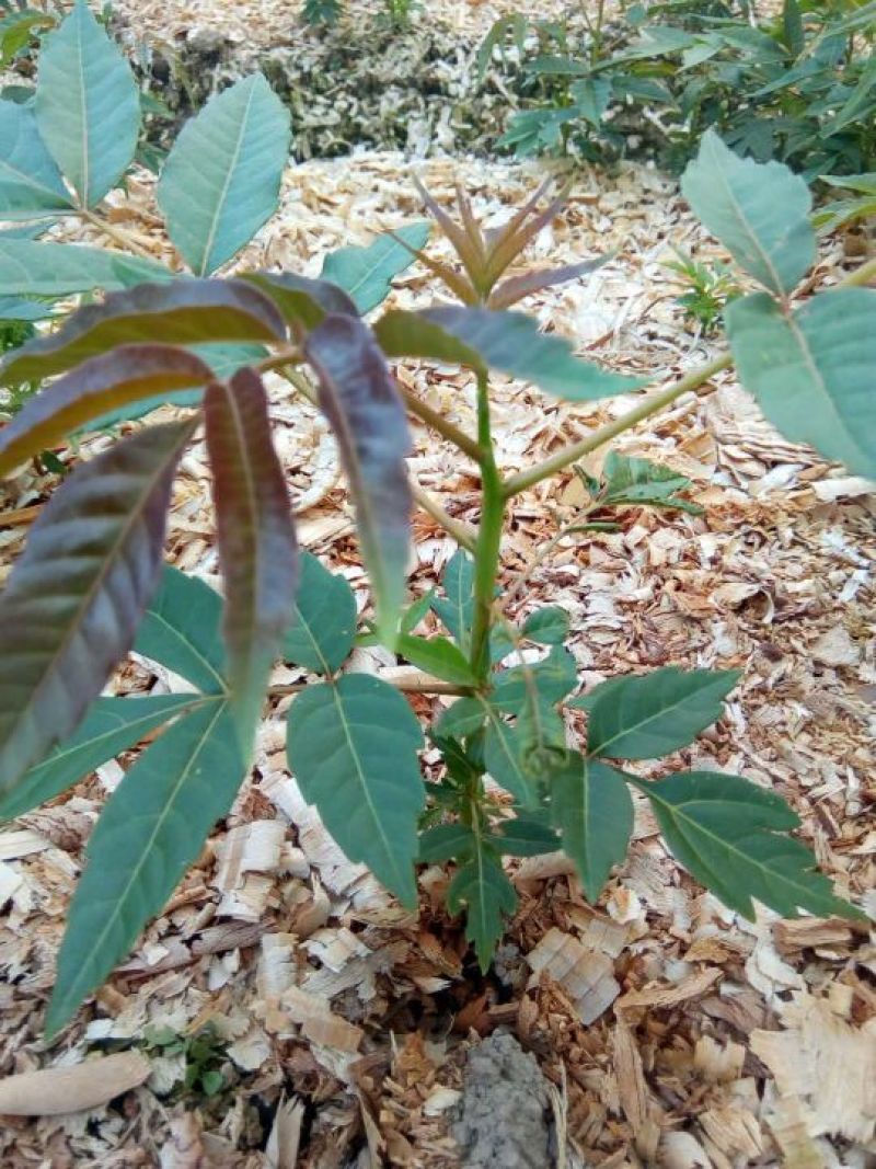 香椿苗温室红油香椿苗