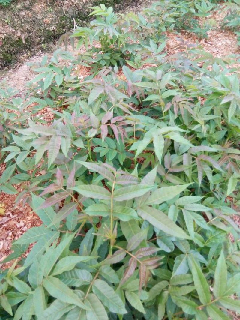 香椿苗温室红油香椿苗