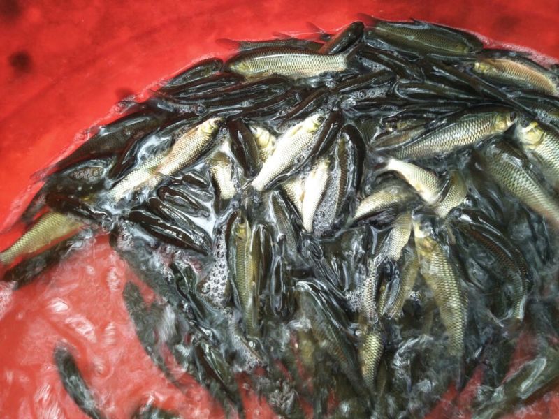 抗病毒草鱼苗，50尾一斤