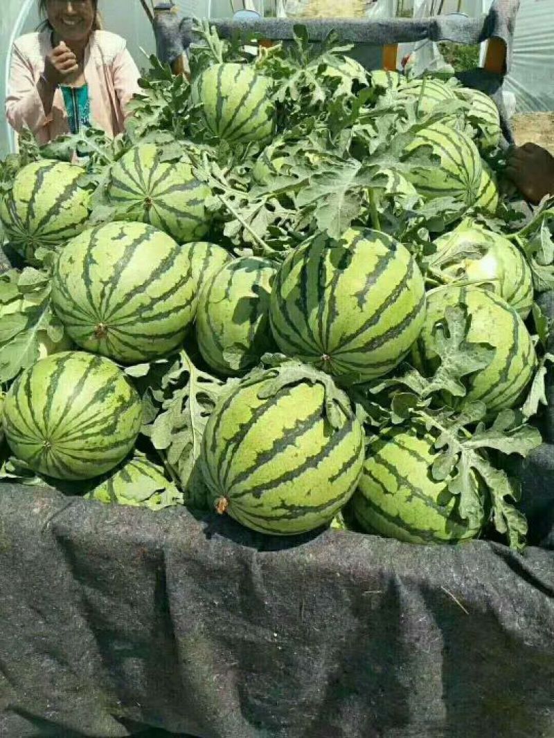 【预售】8424西瓜-基地直供-货源充足/保证质量