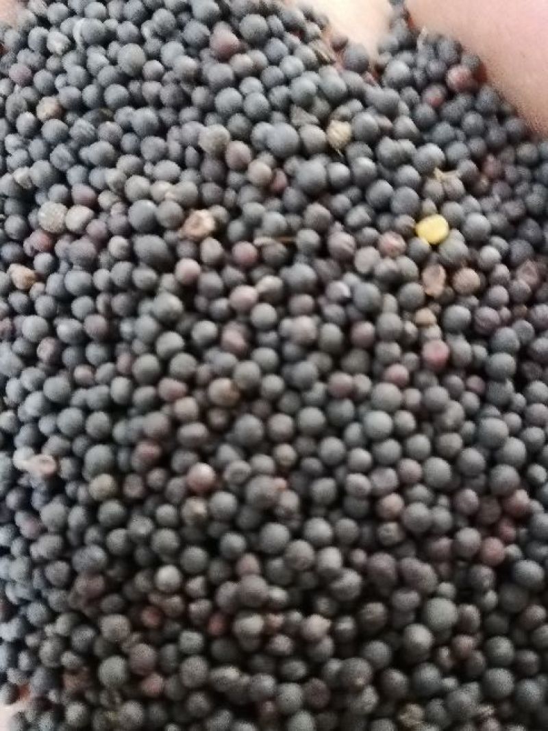 菜籽