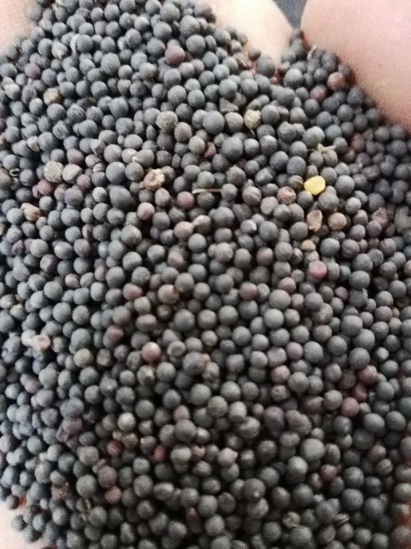 菜籽