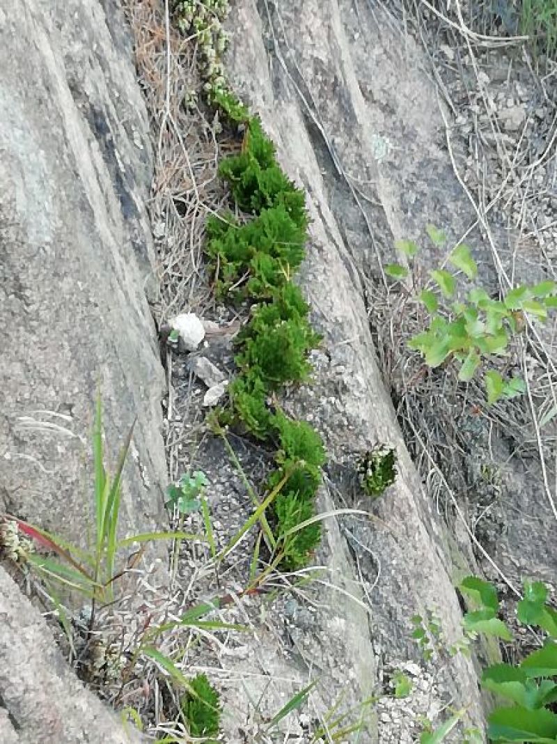 卷柏，九死还魂草，野生石生不是土生，量大