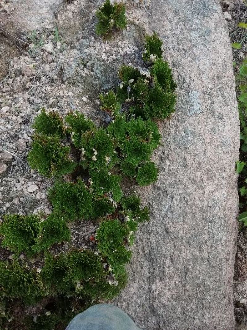 卷柏，九死还魂草，野生石生不是土生，量大