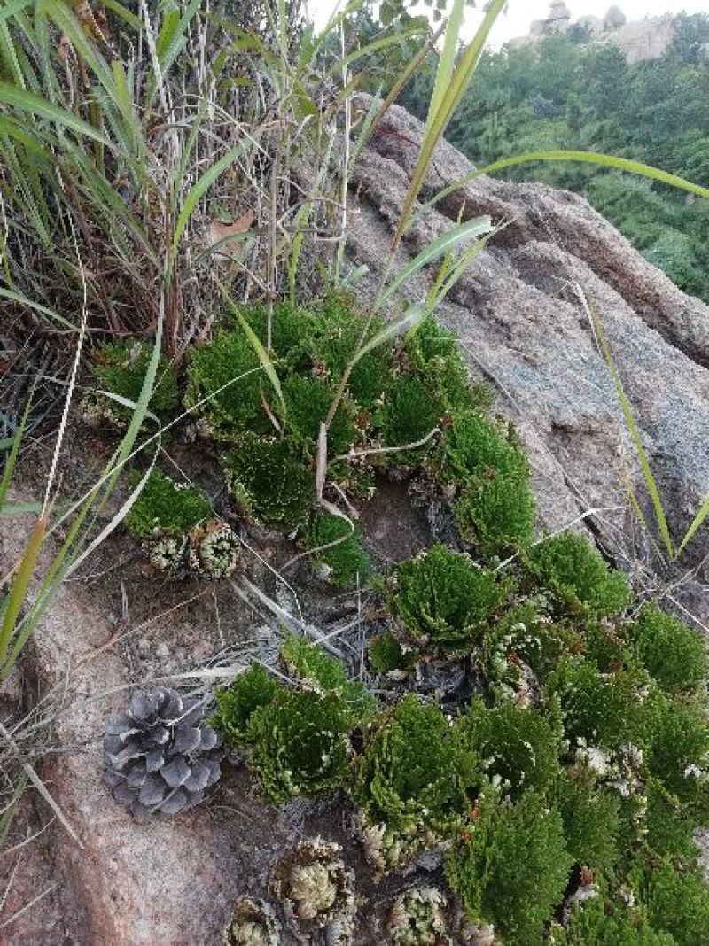 卷柏，九死还魂草，野生石生不是土生，量大