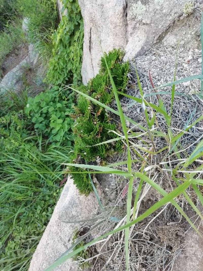 卷柏，九死还魂草，野生石生不是土生，量大