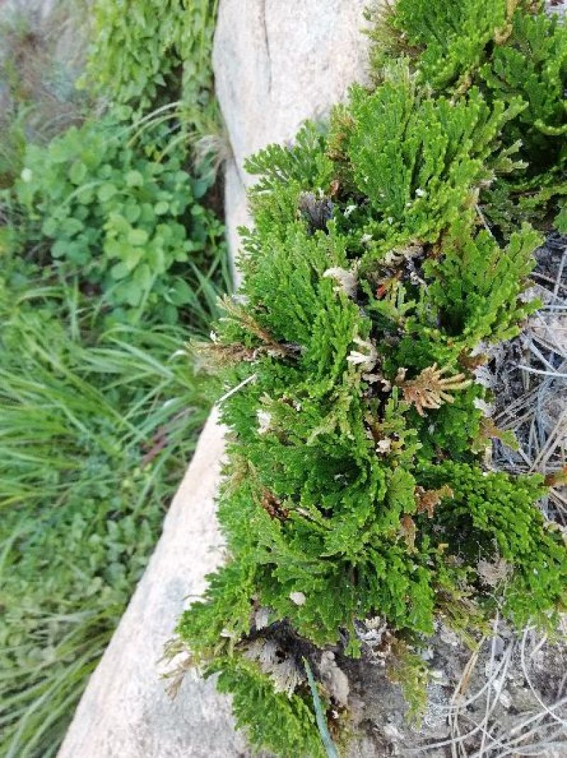 卷柏，九死还魂草，野生石生不是土生，量大