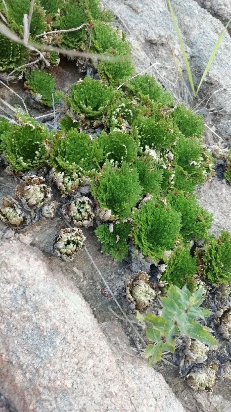 卷柏，九死还魂草，野生石生不是土生，量大