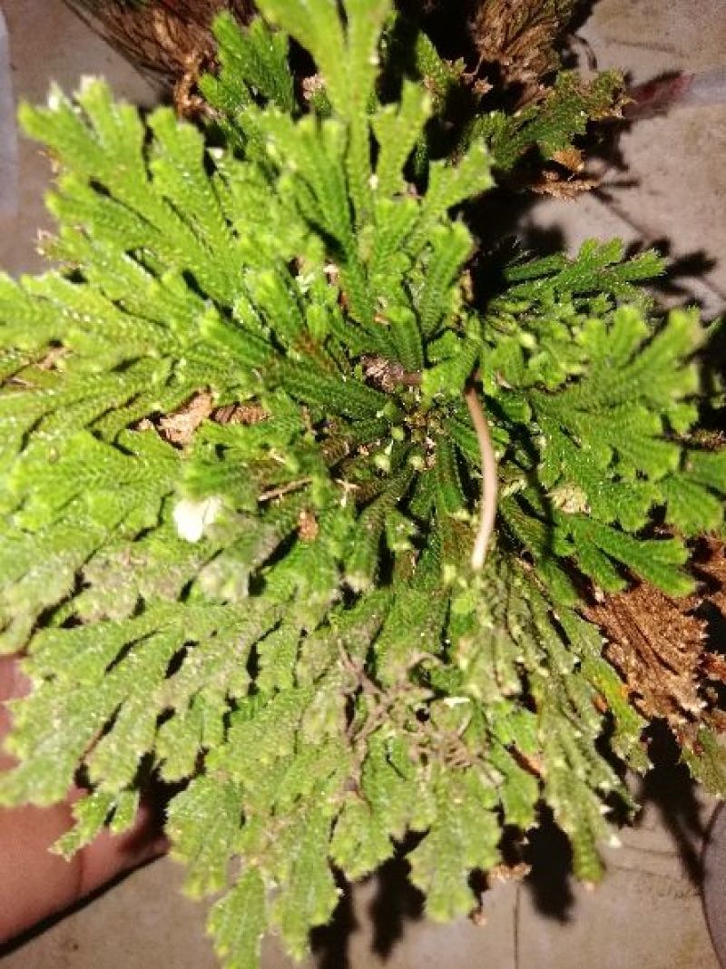 卷柏，九死还魂草，野生石生不是土生，量大