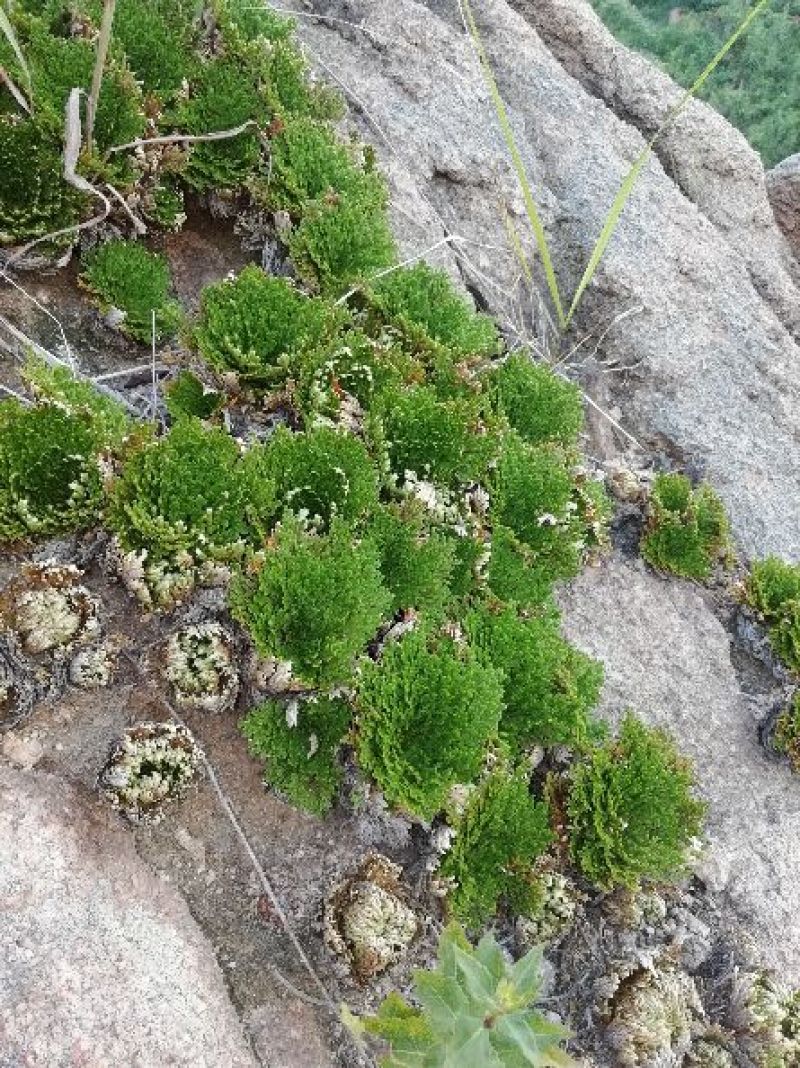 卷柏，九死还魂草，野生石生不是土生，量大