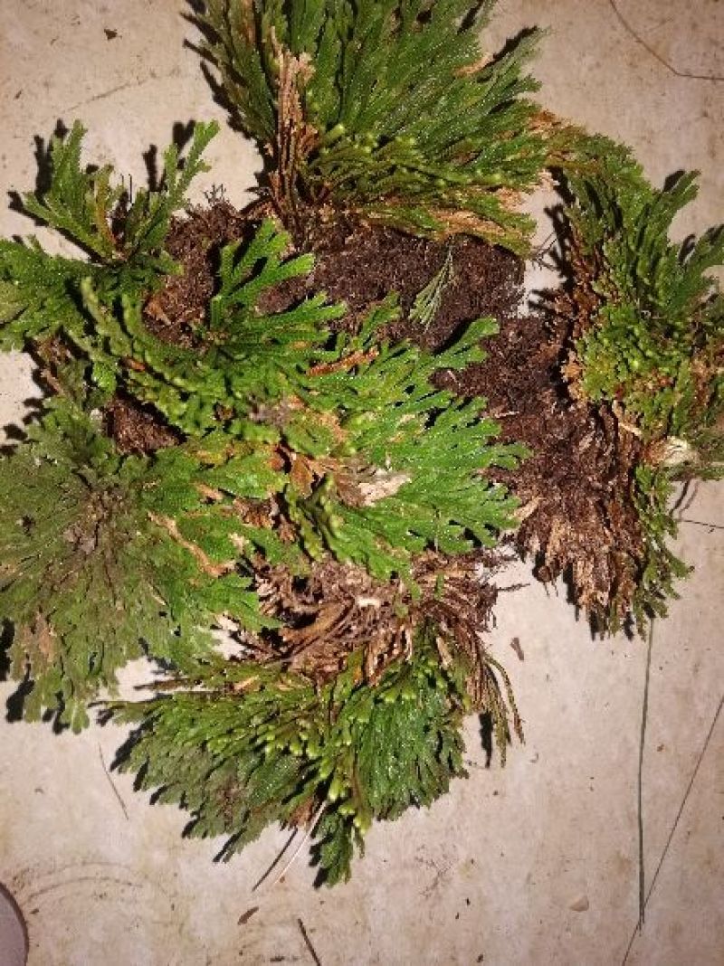 卷柏，九死还魂草，野生石生不是土生，量大