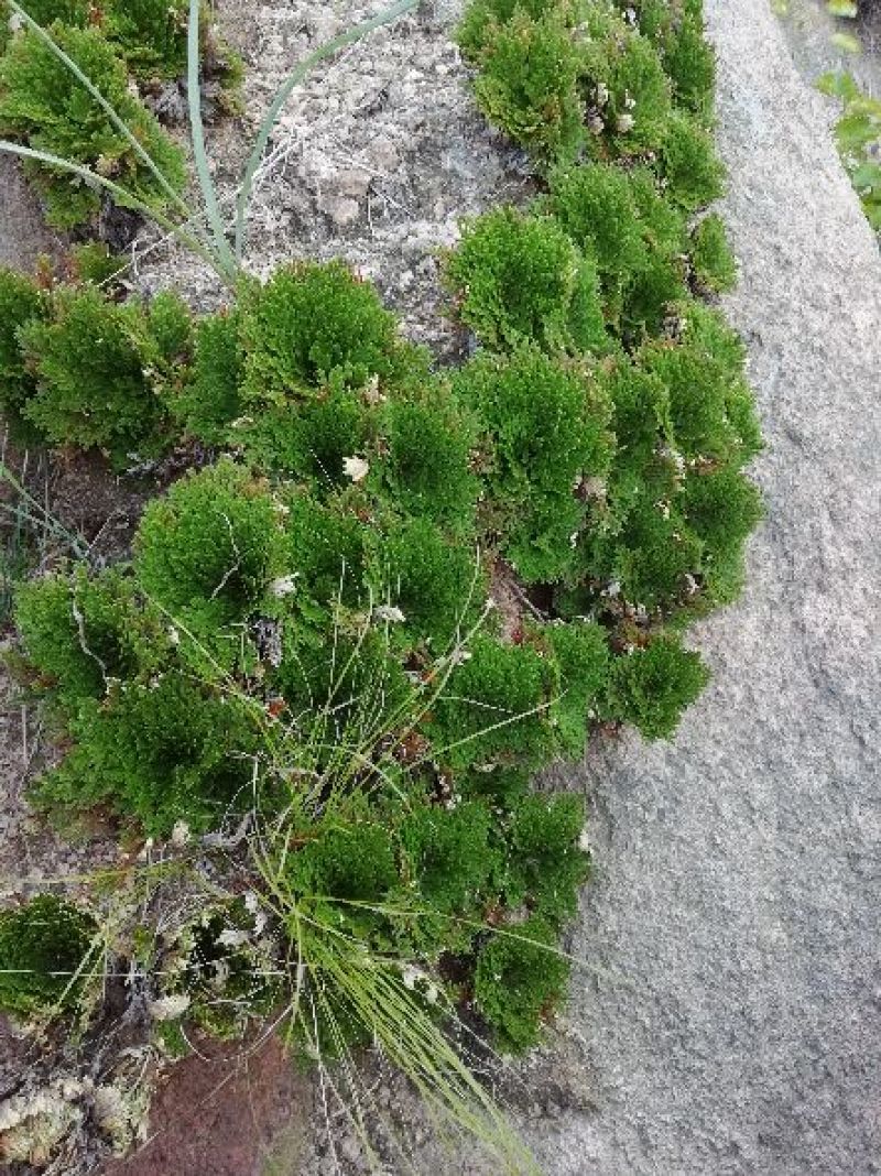 大批量供应，卷柏，九死还魂草，各种尺寸规