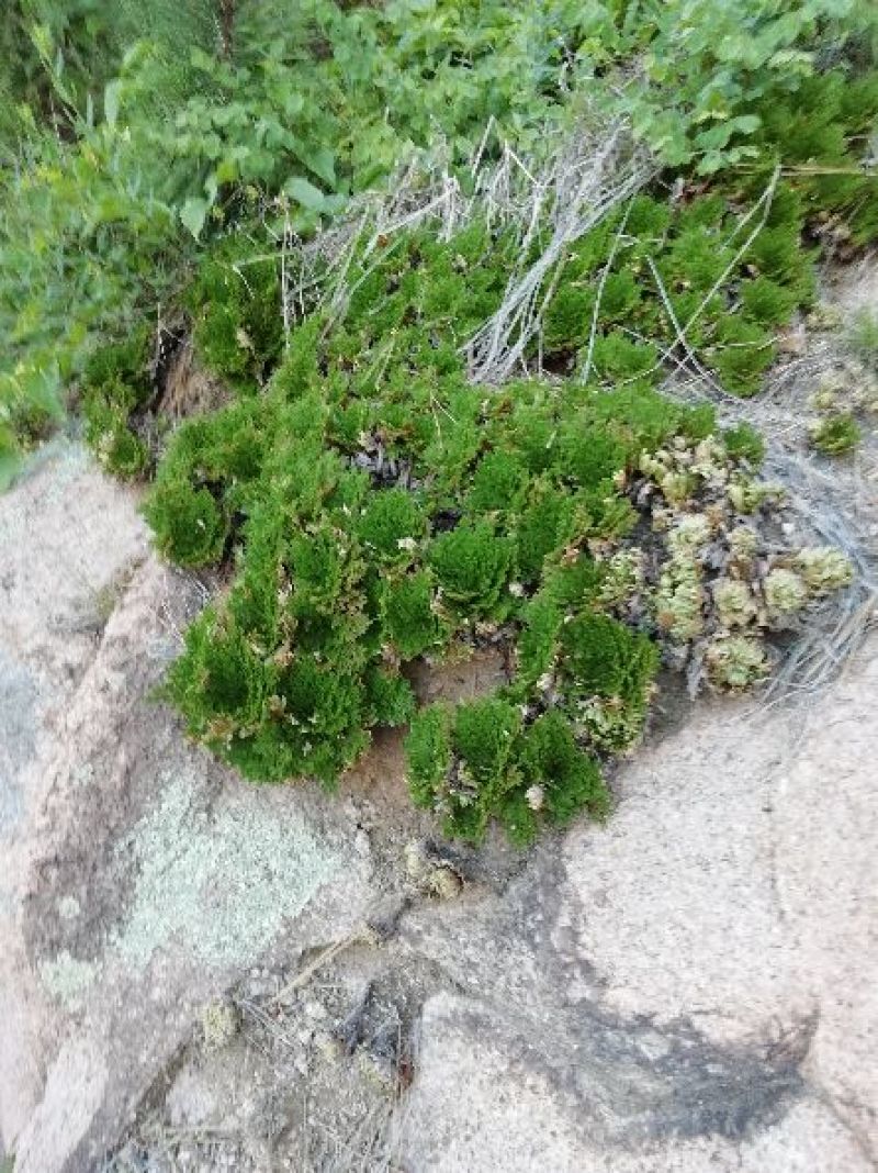 大批量供应，卷柏，九死还魂草，各种尺寸规